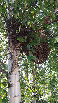 Liverpool Cathedral: Bee hive removal from a tree