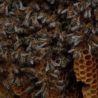Liverpool Cathedral: Bee hive removal from a tree